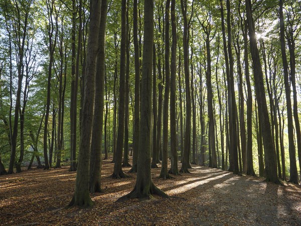 Deciduous forest in autumn, broken by sunlight, with long shadows and a calming natural atmosphere, colourful forest in autumn with a small lake, Ruegen, germany