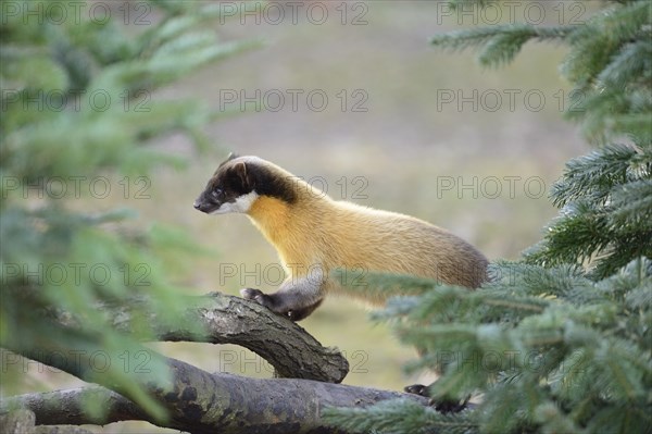 Yellow-throated marten or kharza (Martes flavigula) climbing on a tree