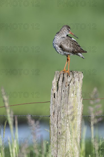 Common redshank (Tringa totanus), standing on a pole, Lower Saxony, Germany, Europe