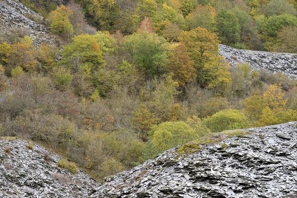 Deciduous trees with autumn leaves growing between high slate slopes, Eastern Eifel, Rhineland-Palatinate, Germany, Europe