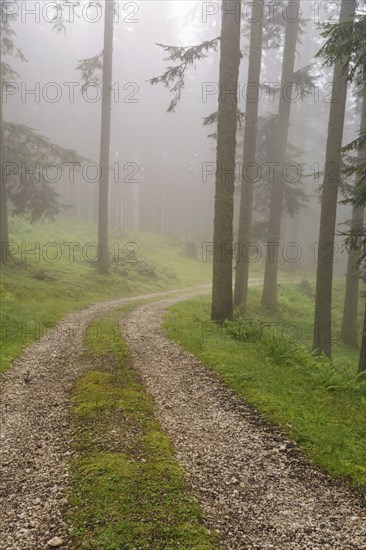 A misty forest path winds its way through tall trees and green vegetation, hiking trail in the mountains between green trees, Gosau, Austria, Europe