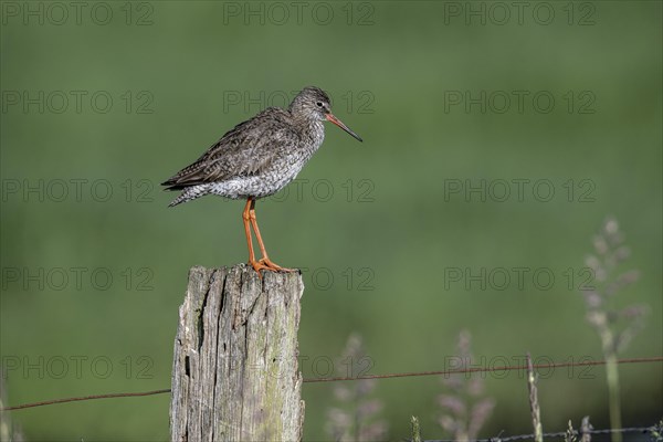 Common redshank (Tringa totanus), standing on a pole, Lower Saxony, Germany, Europe