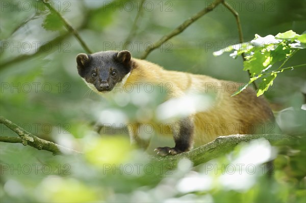 Close-up of a yellow-throated marten (Martes flavigula) in a forest, captive