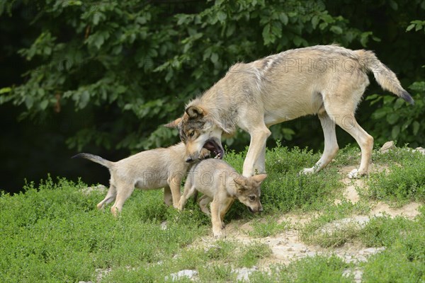 Algonquin wolf (Canis lupus lycaon) mother with pups on a green meadow, captive, Germany, Europe