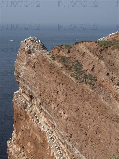 A steep red cliff with many seagulls on the coast. An impressive and natural view of the sea, Heligoland, Germany, Europe