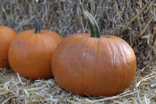 Pumpkins in autumnal harvest scene on straw bales, many colourful pumpkins for decoration in a garden, Borken, Germany, Europe