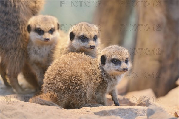 Close-up of three little meerkat or suricate (Suricata suricatta) babies sitting in sand