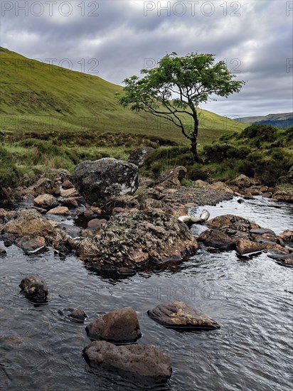 Single tree next to a river with stones in a hilly landscape under an overcast sky, Sky Island
