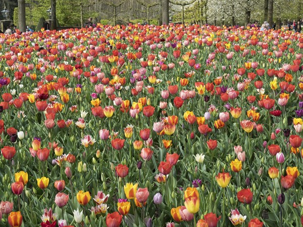 A wide field filled with colourful tulips in different colours, creating a cheerful spring atmosphere, many colourful, blooming tulips in a garden in the Netherlands for the Springtime Zeti, Amsterdam, Netherlands