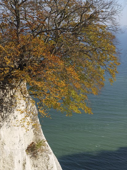 A tree with autumnal foliage grows out of a white rock over the sea under a blue sky, chalk cliff on the blue sea with autumn coloured trees, ruegen, germany