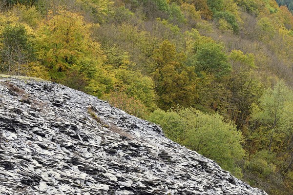 Deciduous trees with autumn leaves, slate heap, Eastern Eifel, Rhineland-Palatinate, Germany, Europe