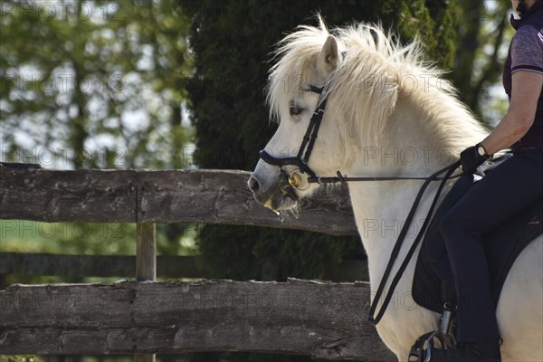 Close-up of a ridden Icelandic horse with equipment and typical long hair