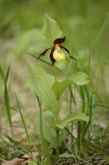 Close-up of lady's-slipper orchid (Cypripedium calceolus) blossoms in a forest in spring, Upper Palatinate