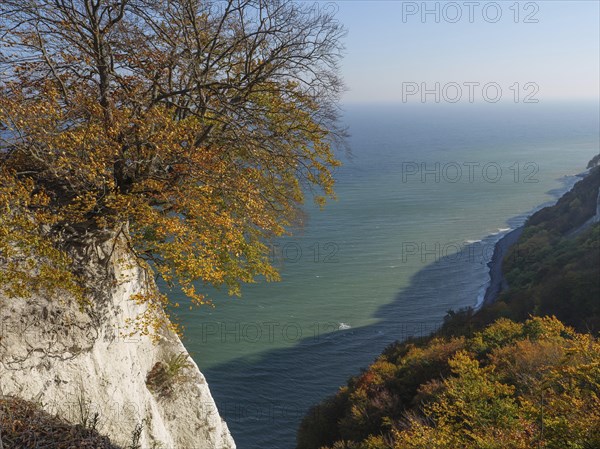 A single tree with autumn leaves on a cliff, in the background the sea and wooded hills under a blue sky, chalk cliffs on the blue sea with autumn coloured trees, ruegen, germany