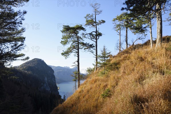 Landscape of Scots pine (Pinus sylvestris L.) trees growing on a mountain near lake Mondsee in autumn, Austria, Europe