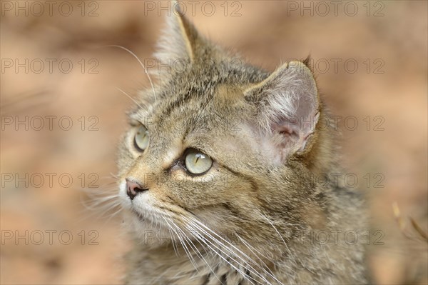 Portrait of a European wildcat (Felis silvestris silvestris) in a forest in spring