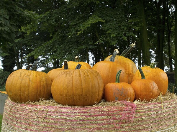 Several orange pumpkins lying on a bundle of straw with a forest in the background, many colourful pumpkins for decoration in a garden, Borken, Germany, Europe
