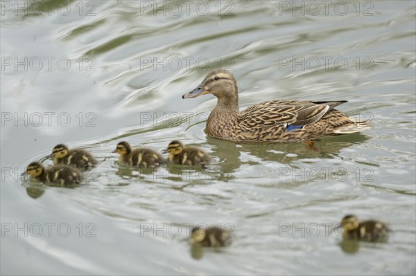 Close-up of a mallard or wild duck (Anas platyrhynchos) mother with her chicks swimming on a little lake in spring