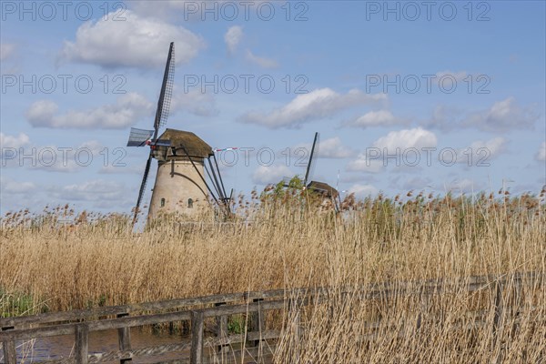 Windmills above high reeds under a cloudy sky, a natural setting, windmills of Kinderdijk on a river, Kinderdijk, the Netherlands