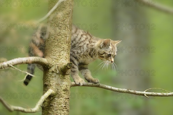 Close-up of a European wildcat (Felis silvestris silvestris) kitten in a forest in spring, Bavarian Forest National Park, Germany, Europe