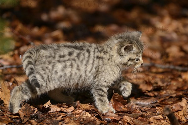 Close-up of a European wildcat (Felis silvestris silvestris) kitten in a forest in spring, Bavarian Forest National Park, Germany, Europe