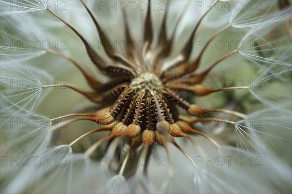 Macro photograph of the seeds of a medicinal dandelion plant, Taraxacum officinale, in nature illuminated by the sun