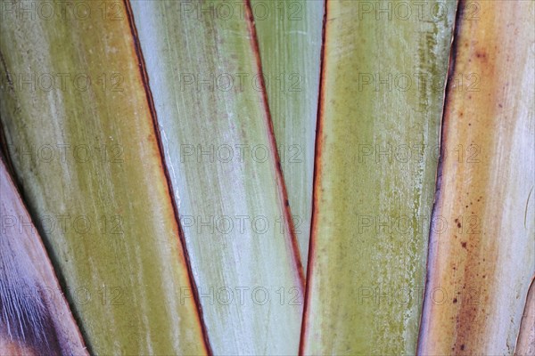On the way to Mount Teide, El Teide, Pico del Teide, volcano in the Teide National Park on Tenerife, Canary Islands, Spain, Europe, Close-up of the textured bark of a palm tree in different shades of green, Tenerife, Europe