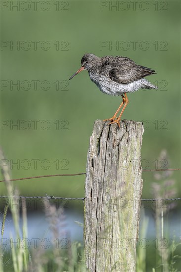 Common redshank (Tringa totanus), standing on a pole, Lower Saxony, Germany, Europe