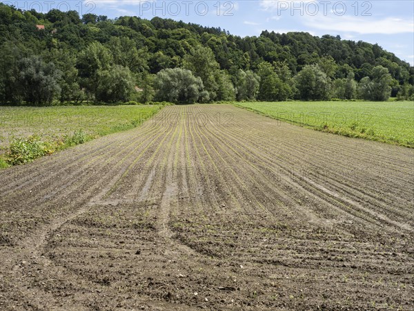 Farmland at the edge of the forest, near Heimschuh, Styria, Austria, Europe