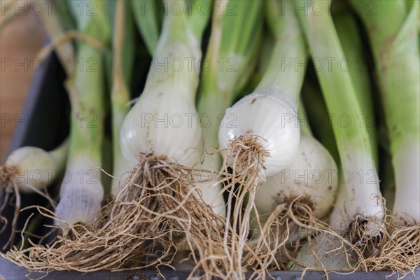 Close-up of onions freshly picked from the orchard with their roots in the soil