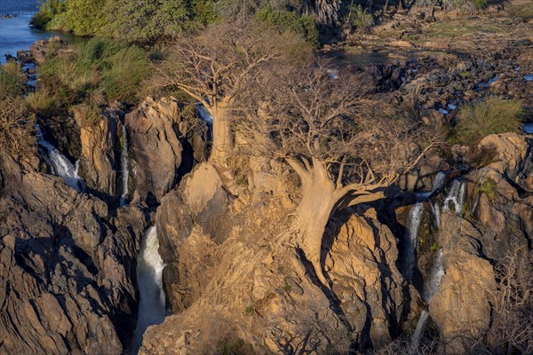 Kunene River, waterfall and African Baobab (Adansonia digitata), in the evening light, Epupa Falls, Kunene, Namibia, Africa