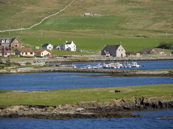 Village on the coast with harbour and boats, surrounded by green fields, in clear weather, green meadows by the sea with stony shore and ruins, Lerwick, shetland