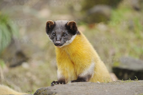 Close-up of a yellow-throated marten or kharza (Martes flavigula) in winter