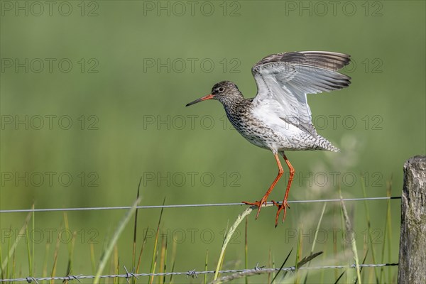 Common redshank (Tringa totanus), standing on a pasture fence, Lower Saxony, Germany, Europe