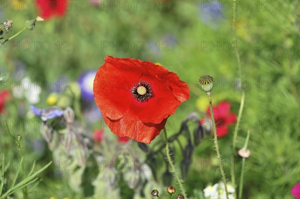 Poppy flower (Papaver rhoeas), flower meadow, Baden-Wuerttemberg, Germany, Europe, Red poppy flower blooming in the foreground, surrounded by green foliage and other flowers in the background, Stuttgart, Europe
