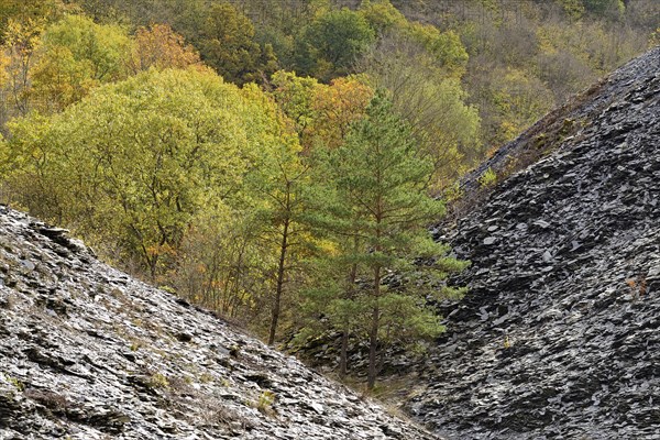 Pines (Pinus) and deciduous trees with autumn leaves growing between slate heaps, Eastern Eifel, Rhineland-Palatinate, Germany, Europe