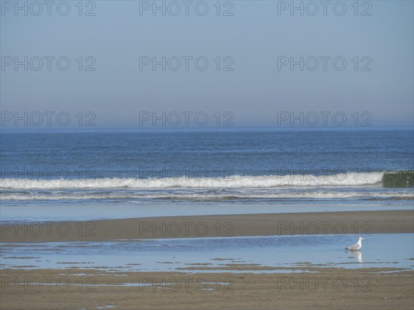 A seagull stands on the sandy beach, while the waves of the sea are softly rushing and a clear blue sky lies above, low tide on the sandy beach with seagulls, Langeoog, germany