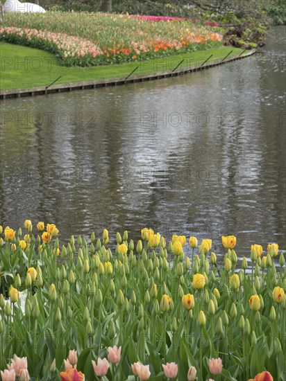 Yellow and orange tulips blooming along a winding riverbank in a spring garden, many colourful tulips in bloom in a garden in the Netherlands during the Springtime Zeti, Amsterdam, Netherlands