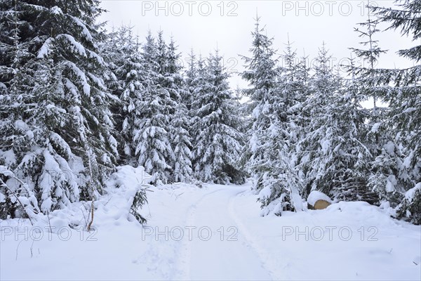 Landscape of a forest path going through a snowy Norway spruce (Picea abies) forest in winter, Bavaria, Germany, Europe