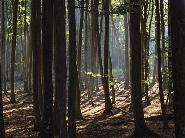 A dense forest with tall trees, through whose trunks sunlight falls and casts shadows on the forest floor, colourful forest in autumn with a small lake, Ruegen, Germany, Europe