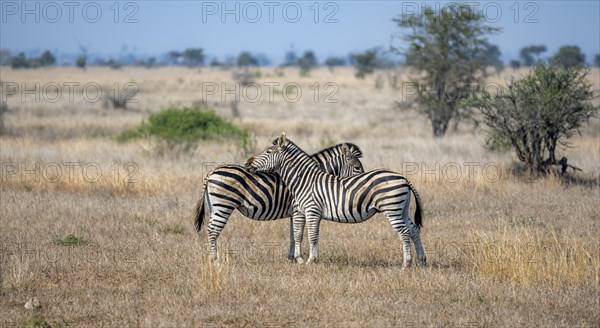 Two plains zebras (Equus quagga), pair grooming each other, Kruger National Park, South Africa, Africa