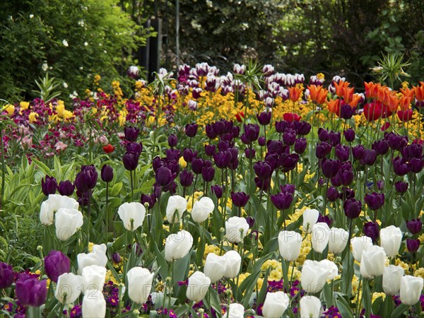 A vibrant flower bed full of tulips in different colours in spring in a park, London, England, United Kingdom, Europe