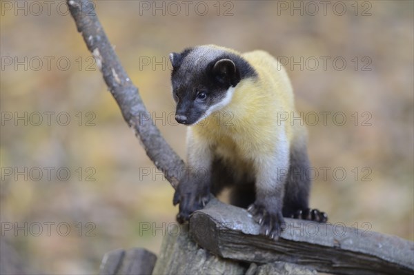 Close-up of a yellow-throated marten (Martes flavigula) in a forest in autumn