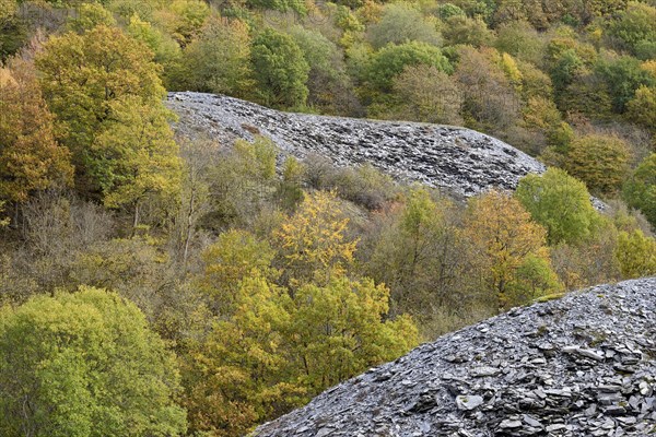 Deciduous trees with autumn leaves growing between high slate slopes, Eastern Eifel, Rhineland-Palatinate, Germany, Europe