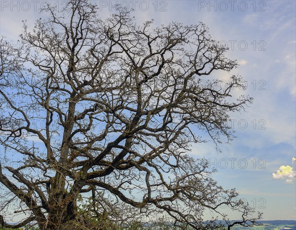 Ash tree in spring (Fraxinus excelsior), Allgaeu, Bavaria, Germany, Europe