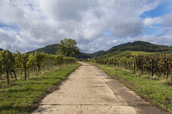 Farm track between green vineyards and hills, under a cloudy sky, Southern Palatinate, Palatinate, Rhineland-Palatinate, Germany, Europe