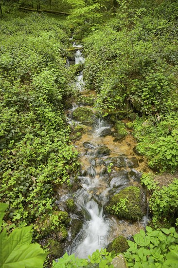 Mountain stream in the forest at Berg Blauen, Badenweiler, Black Forest, Baden-Wuerttemberg, Germany, Europe