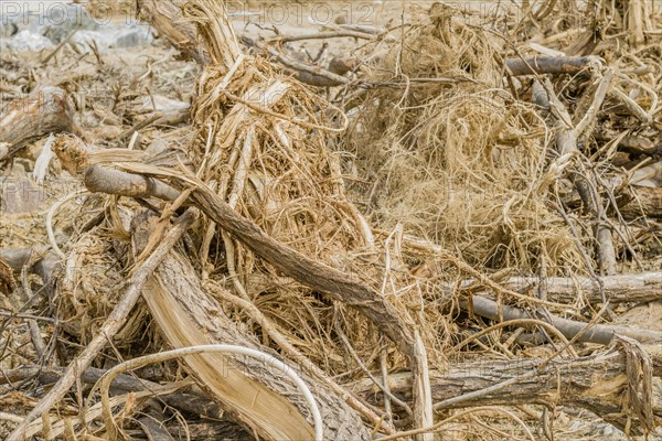 Closeup of a collection of broken tree branches at construction site in Daejeon, South Korea, Asia