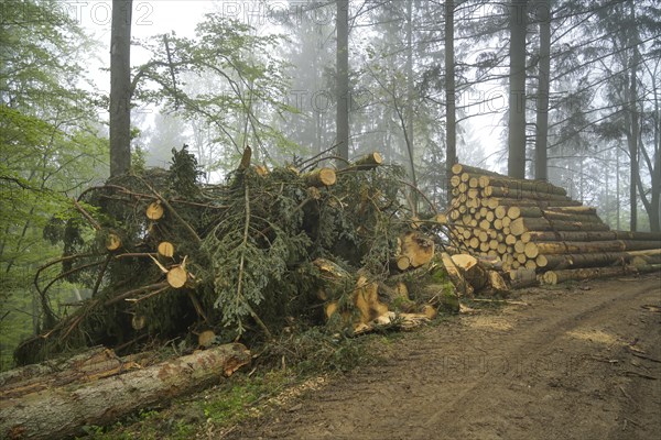 Logged wood, felled trees, pile, forest on Blauen mountain, Badenweiler, Black Forest, Baden-Wuerttemberg, Germany, Europe
