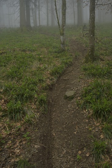 Tracks of mountain bikers, forest on Blauen mountain, Badenweiler, Black Forest, Baden-Wuerttemberg, Germany, Europe